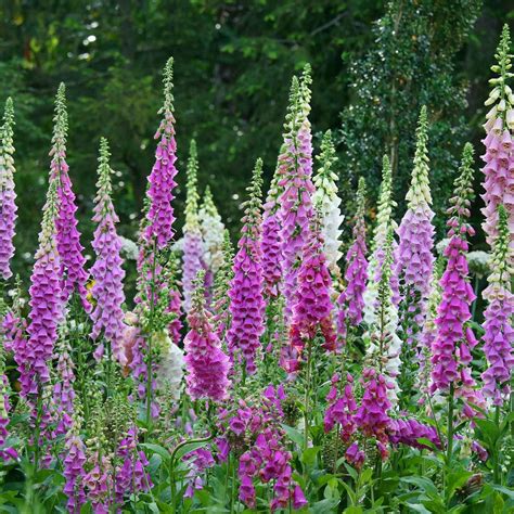 Mixed Color Foxglove Digitalis Flower Seeds 4 Oz Perennial Flower