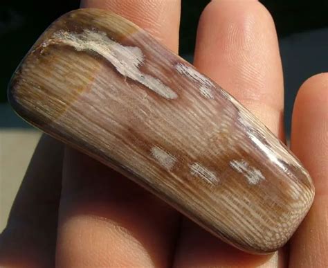 How To Identify Petrified Wood Tips And Tricks Driftwood Academy