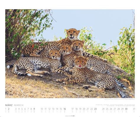 Kalender African Wildlife Kalender Online Kaufen