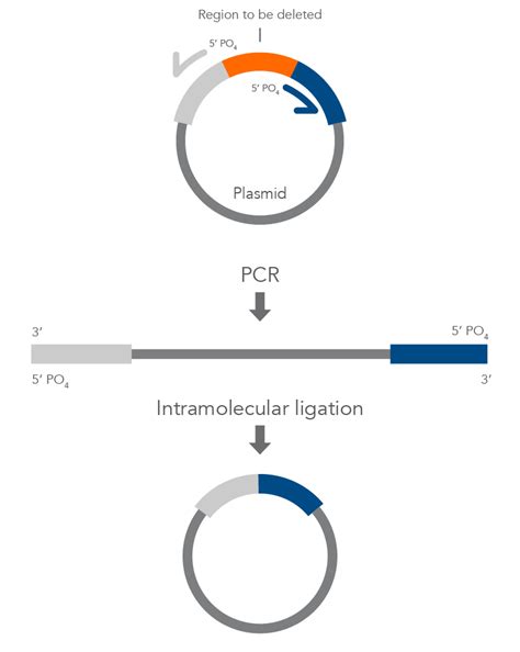 Site Directed Mutagenesis Methods Pcr Based Site Directed Mutagenesis Ppt