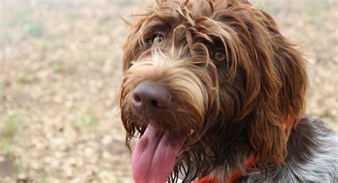 Do Wirehaired Terriers Shed