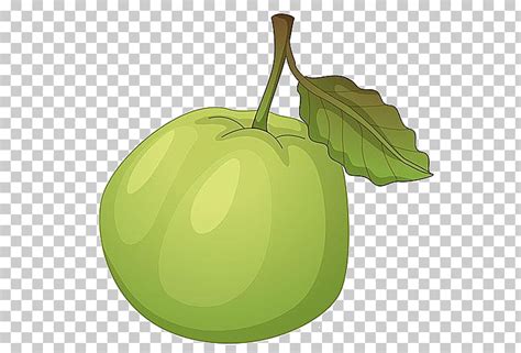 Puno Ng Bayabas Clipart