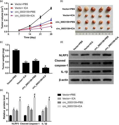 Icariin Inhibits Gastric Cancer Cell Growth By Regulating The Hsa Circ