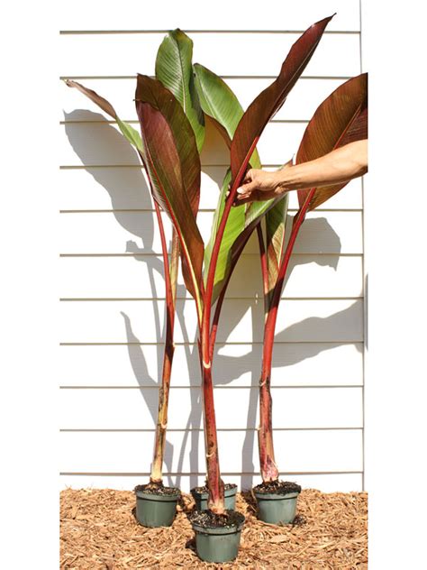 Lg. Red Leaf Abyssinian Banana Tree (ensete ventricosum) – Urban Tropicals