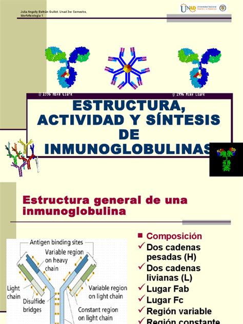 Estructura De Las Inmunoglobulinas Anticuerpo Gen