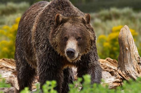 Hungry Yellowstone bears wake up - The Columbian