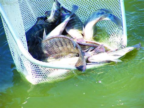 Laras Operasi Penternakan Harga Tilapia Lebih Tinggi Agrimag