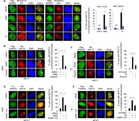 PARylation Of NAT10 By PARP1 Regulates Its Nucleoplasmic Translocation