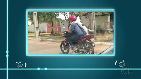 V Deo Mostra Motociclista Transportando Cachorro Na Garupa De Moto