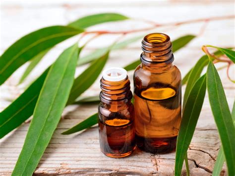 The Benefits And Uses Of Eucalyptus Essential Oil Victsing