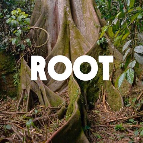 What Type of Rainforest Tree Species Are You? | Rainforest Alliance