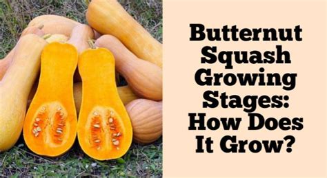 How To Grow Butternut Squash Seeds Back Gardener