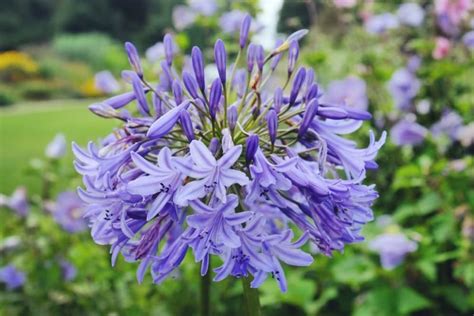 16 Stunning Agapanthus Varieties With Advice From Patrick Fairweather ...