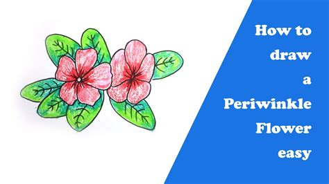 How To Draw A Periwinkle Flower And Color It