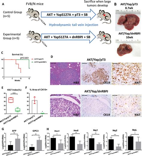 Intrahepatic Cholangiocarcinoma Icc Formation Depends On Canonical