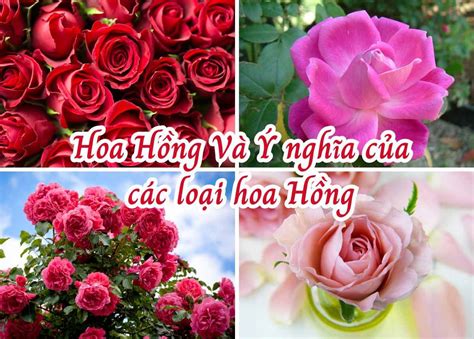 Hoa Hồng Và Ý Nghĩa Của Các Loại Hoa Hồng Đẹp Nhất 2010 Tiki