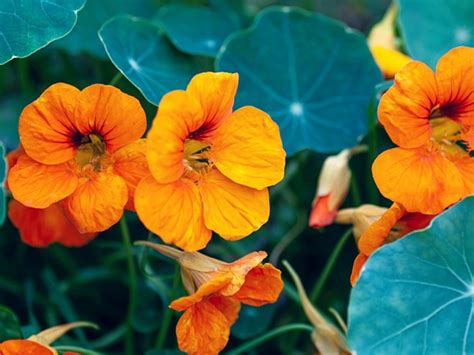 Edible Flowers Top Eatable Flowers And Facts About Them