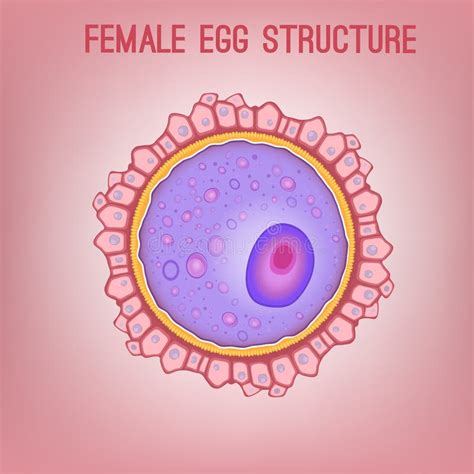 Female Egg Structure Stock Vector Illustration Of Female 100552473