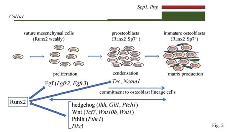 Runx2 And Osteoblasts Encyclopedia MDPI