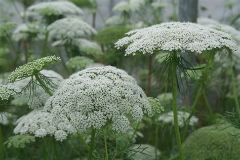 Ammi Visnaga Casablanca Muller Seeds