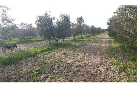 Terreno Agricolo Coltura In Vendita Da Privato A Sassari Frazione