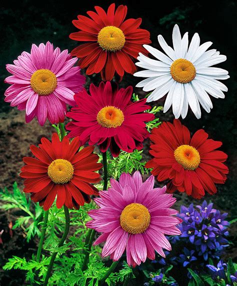 Coloured Daisy Mix Hardy Perennials Plants Flower Seeds