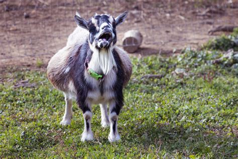 10 Ways To Identify Goat Pregnancy Goat Journal