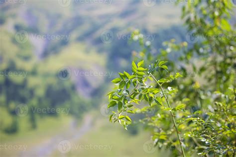 Branches of a summer bush with leaves on a blurred background of ...