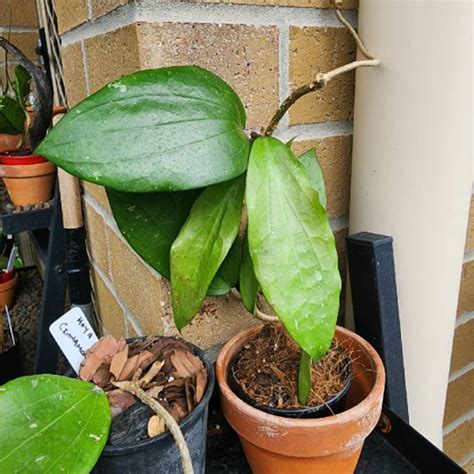 Hoya Cinnamomifolia Var Purpureofusca Purple Wax Plant Uploaded By