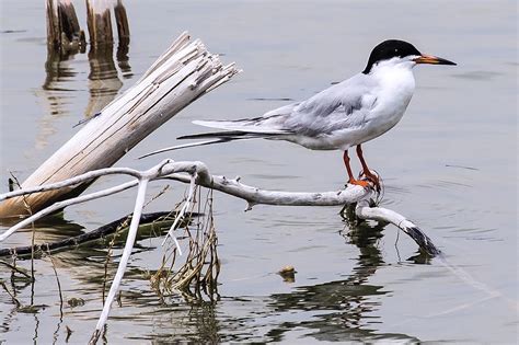 Forsters Tern Photograph By Steven Clair Fine Art America