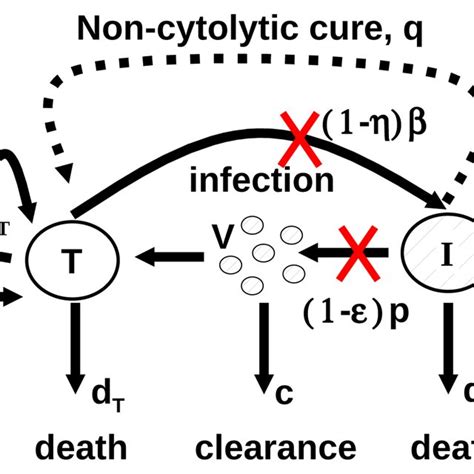 1 Schematic Representation Of Hcv Infection Models T And I Represent