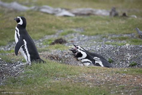 Fundación Greenpeace Argentina Sobre La Matanza De Pingüinos En La