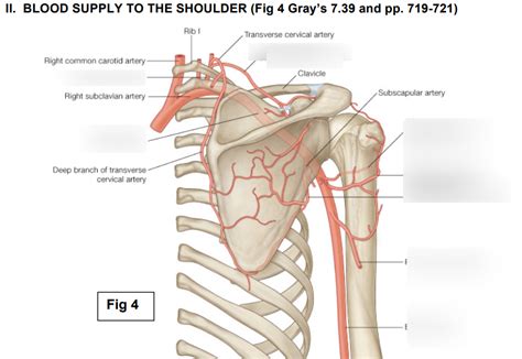 MSK Anatomy - Blood Supply to Shoulder Diagram | Quizlet