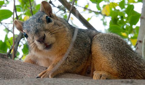 LATE SEASON SQUIRREL HUNTING TIPS