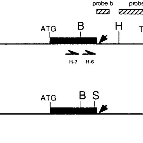 Restriction Map Of The Subcloned Regions Of The Slg And Srk