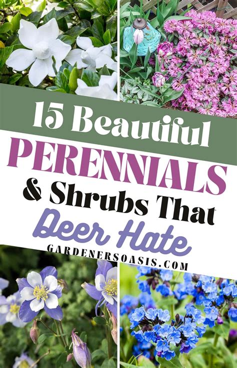 Deer Resistant Shade Plants 15 Beautiful Perennials And Shrubs That Deer Hate Artofit