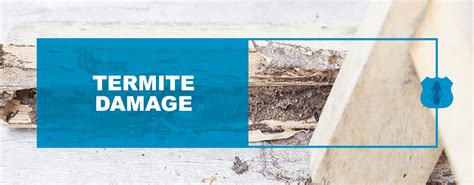 Termite Damage Everything You Need To Know Pestech Pest Solutions