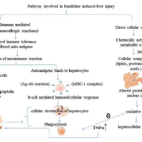 Illustration Of Pathways Involved In Ranitidine Induced Liver Injury