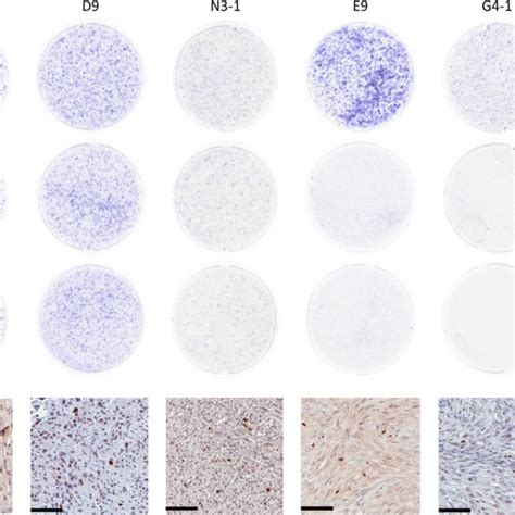 Representative Colony Forming Assays And H Ax Expression In The