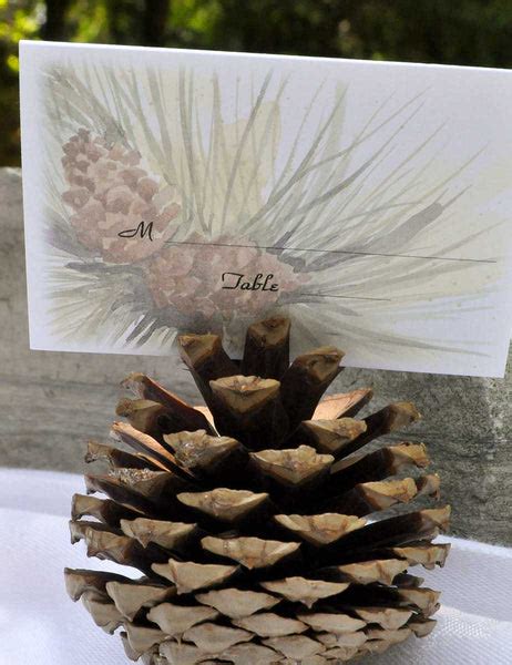 Pitch Pine Tree Cones – HouseofCones.com