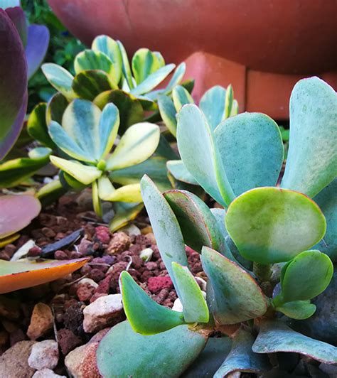 Crassula Arborescens Subsp Undulatifolia Blue Bird Au