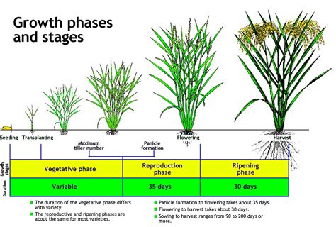 Rice Growth Stages | Part of the image collection of the Int… | Flickr