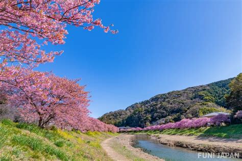 日本の桜はいつ頃開花する？南から北まで各エリア別の見ごろ時期と桜の名所を紹介！