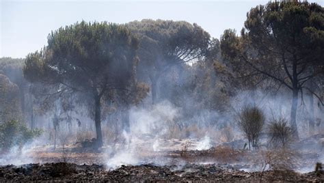 Qué consecuencias podría tener para Doñana el incendio de Huelva