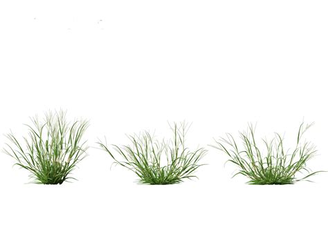 ArtStation - Digitaria ciliaris – Fingergrass | Resources