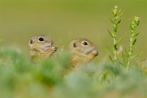 European Ground Squirrel (Spermophilus Citellus) - Juvenile Stock Image - Image of whiskers ...