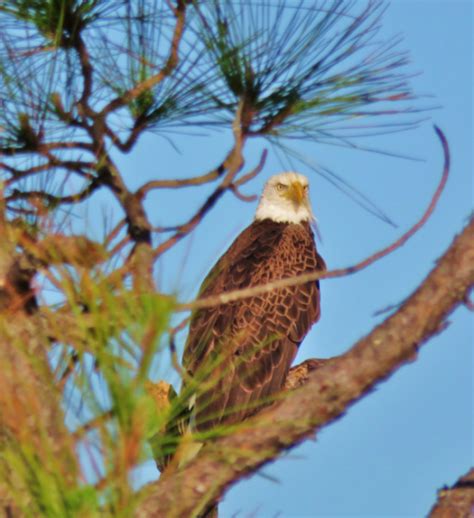 Watch Eagles Soar St George Plantation Owner S Association