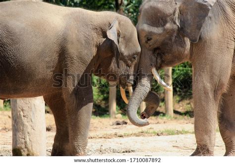 Best Elephant Holding Trunk Royalty Free Images Stock Photos