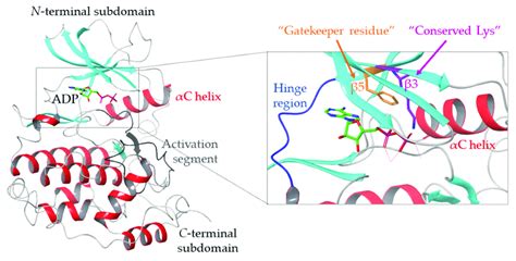 Crystal Structure Of The Protein Kinase Ck2 α Subunit With Adp Bound In