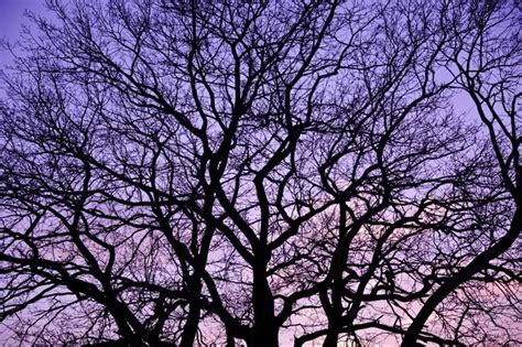 Premium Photo Sunset With Silhouette Of Leaf Less Tree Branch Pattern